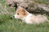 CORGI PEMBROKE 1193